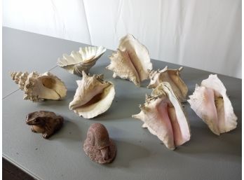 Large Seashells & More