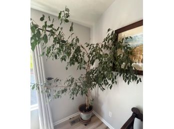 Very Large, Healthy Ficus Tree