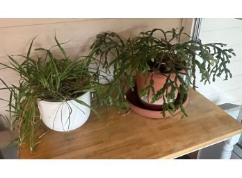 Lot Of 2 Plants (1 Ceramic Pot & 1 Plastic Pot)