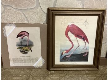 (2) Flamingo Prints Incl. After Audubon