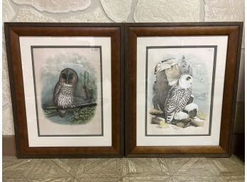 (2) 19th C. Studer Birds Of North America Owl Lithographs