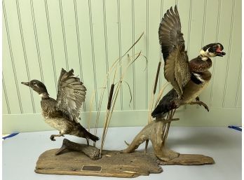 Vintage Taxidermy Mounted Ducks