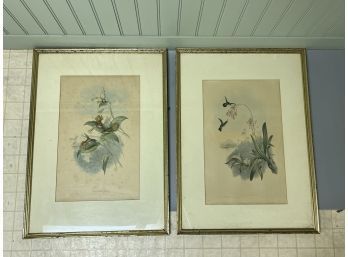 (2) After Gould Hummingbird Prints