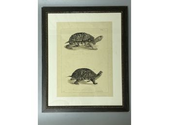 After J.W. Hill Turtle Print