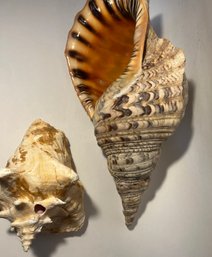 Large Natural Conch Triton Trumpet Sea Shell Rare Aquarium ~ Approx. 16' Long