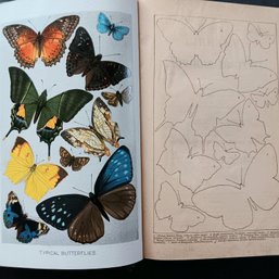 Library Of Natural History Vl, Lydekker 1904, Color Plates & Engravings, Good 600 Pages