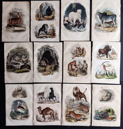 Nice Group Of 12 Antique Hand Colored Engravings, 1835 Natural History, CF Partington, 6.5x 9.5'