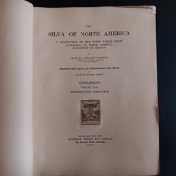 Antique 1902 'Silva Of North America', Description Of Trees, 88 Illustrations, 184 Pgs