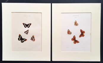 Two Antique 1884 Hand Colored Lithographs, Butterflies Of North America - Mary Peart, Mats 13x 15.5'