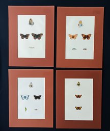 19th Century Butterfly Engravings, Hand Colored Set Of 4, Mat 9x 12 Inch