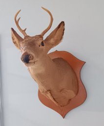 Deer Head Taxidermy Mount, 6 Point, Late 1900s, Good Condition