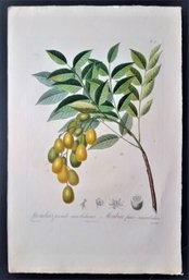 Antique Fruit Engraving Pierre-Antoine Poiteau  (1766-1854)