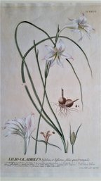 Antique 1750 Engraving EHRET & TREW  'Lilio Gladiolus' Plantae Selectae, Taylor Watermarked?, 20 Inch Mat