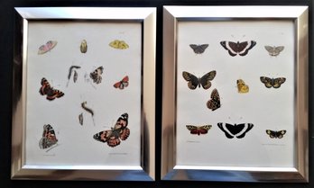 Pair Antique 1850s Framed Butterfly Engravings, Rich Pease