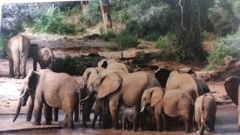 Original Contemporary Photo 2007 'in The Masai Mara Kenya' African Bush Elephant, L.Schlein (NY Times) Mat 26'