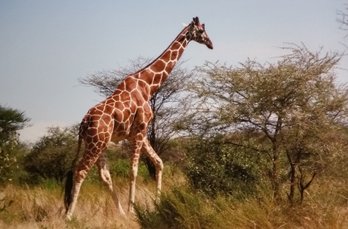 Original Contemporary Photo 2007 'in The Masai Mara Kenya' African Giraffe, L.Schlein (NY Times) Mat 19x 26'