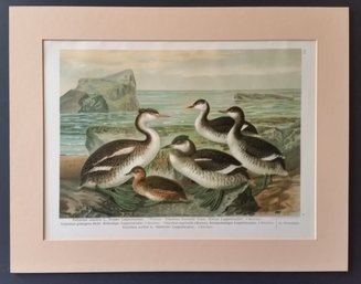 1895 Chromolithograph 'Colymbus Cristatus' By J. G. Keulemans, Mat 18 By 14 Inch