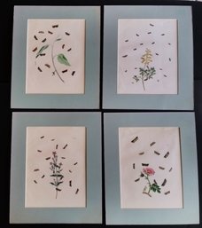 Set Of 4 Antique 1849 Hand Colored Butterfly Lithographs, 12 By 14' Each, H.N. Humphreys