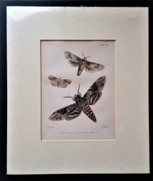 Antique 1800s Color Lithograph, Exotic Moth/ Butterfly 'Sphinx Convolvuli'
