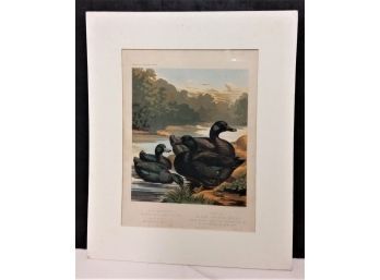 'Black Cayuga Ducks' East India Ducks, Cassells 1885