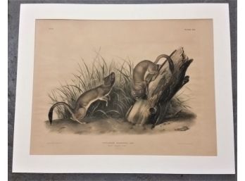 J.J. Audubon 'White Weasel Stoat' 1845-48, Imperial Folio Size, 21 5/8  Inch By 28 Inch