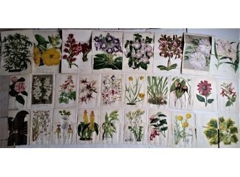 Set Of 28 Lithographs, Louis Van Houtte, 'Flore, Gardens Of Europe', 1874