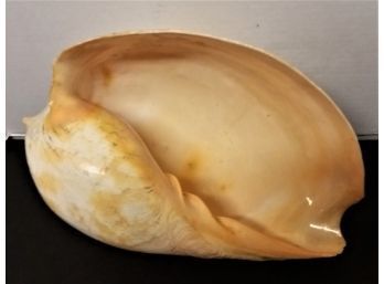 Huge Melon Sea Shell, 16 Inch Long