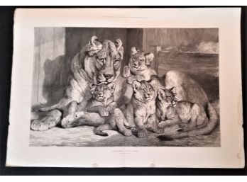 Vintage Engraving 'Lioness And Cubs' S. Carter 1881