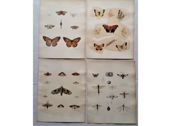 Butterfly, Moth, Fly Lithographs, Richard Pease, Circa 1850 Albany NY