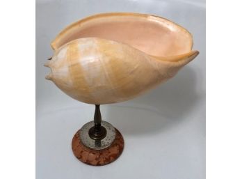 Vintage Sea Shell, 8.5 Inch, On Custom Marble & Brass Stand