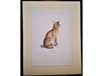 Antique Color Plate W/ Mat 1834, 'Allied Cat, Felis Affinis' John Gray, 21 Inch