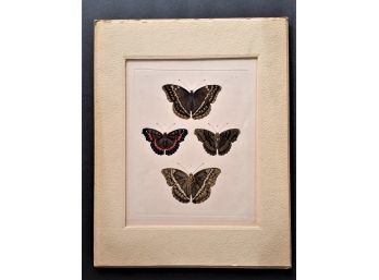 Antique Exotic Butterfly, Circa 1830s W/ Mat