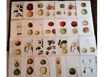 Large Lot Of Antique Fruit Lithos From NY Natural History 1851
