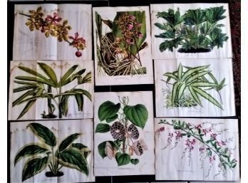 Antique 'fold-out' Botanical Floral Lithographs By Van Houtteano