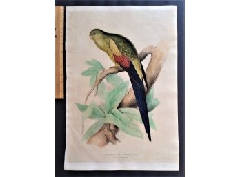 Antique 1831 Edward Lear After John Jay Audubon 'BLACK TAIL PARRAKEET' Hand Colored Lithograph