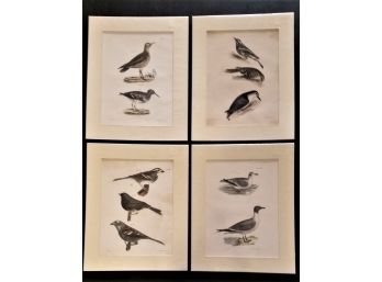 Set Of 4 Hand-colored Lithographs, J.W. Hill 1843, James DeKay 'Natural History Of NY'