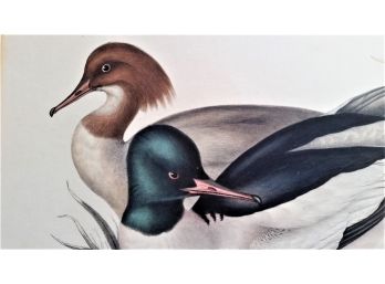 Elizabeth & John Gould, 1800s Stone Lithograph, Hand Coloring 'Gooslander', 'Birds Of Europe'Circa 1835
