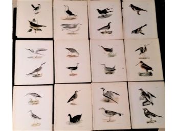 Set Of 12 Antique 1844 'Birds Of New York' 9' X 11' Color Lithographs, Hill & DeKay