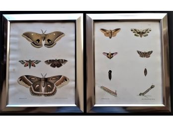 Antique 'Exotic Butterfly' Lithographs By R.Pease Circa 1854
