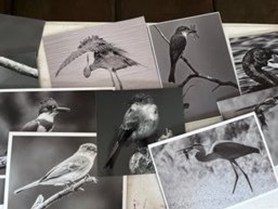 Lot Of Black And White Bird Photos