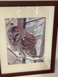 Beautiful Owl Photograph
