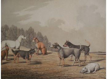 Antique H Alken Lithograph Of Terriers - Dogs