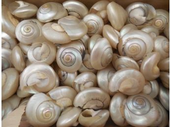 Box Of Pretty Mother Of Pearl Seashells