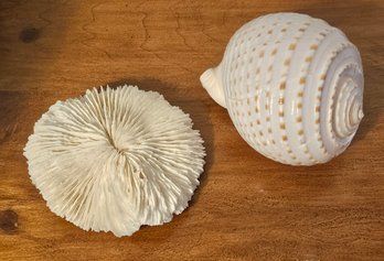 Real Shell And Sea Urchin