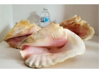 BY THE SEA IS WHERE I WANNA BE! Huge Conch Shells