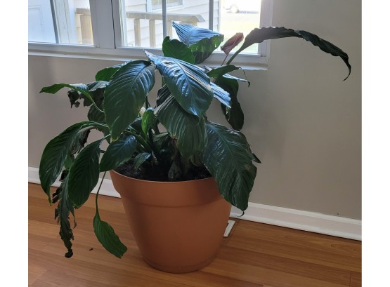 Large Real Peace Lily Plant In 17in Pot