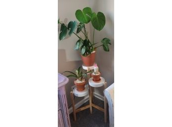 3 Tier Plant Holder And Live Plants Including Swiss Cheese Plant!