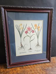 M92 Framed Print Bulb Plants - 26.5' X 33' - Unsigned - LOCAL PICKUP ONLY