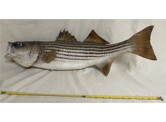 Nice Wall Hanging Fish 24 Inches