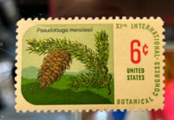 Botanical Congress 6 Cent US Stamp Pine Cone  Psoudotsuga